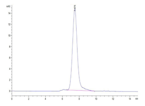 TIM-1/HAVCR1, His, Human