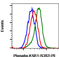 Anti-phospho-KSR1 (Ser392) (Clone: 3A4) rabbit mAb PE conjugate