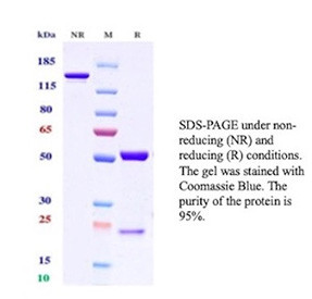 Anti-FOLR1 / Folate receptor 1, clone FOLR1/13425R