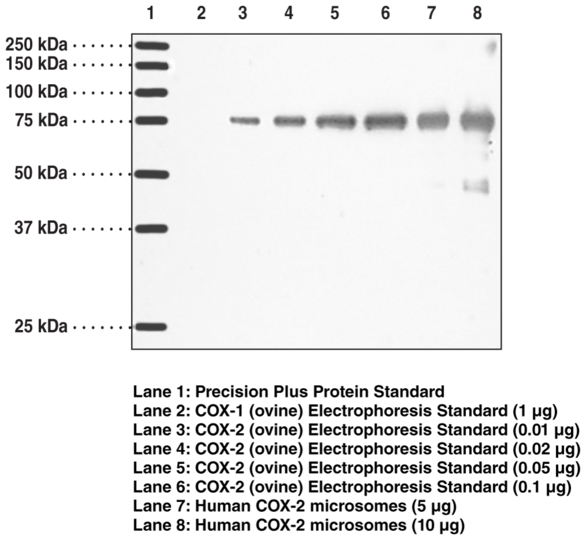 Anti-COX-2 (Clone CX229)