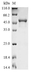 Secretogranin-2 (SCG2), partial, human, recombinant