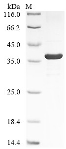 Intelectin-1 (ITLN1), human, recombinant