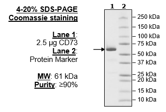 CD73, Avi-His-Tag, Biotin Labeled