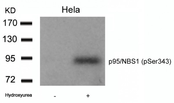 Anti-phospho-p95/NBS1 (Ser343)