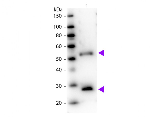 Anti-Mouse IgG (H&amp;L) [Donkey] Peroxidase conjugated