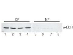 Anti-Lactate Dehydrogenase (LDH) (rabbit muscle)
