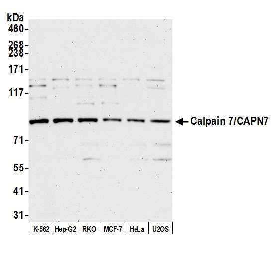 Anti-Calpain 7/CAPN7