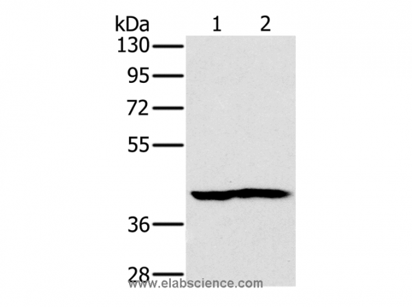 Anti-NDUFA10