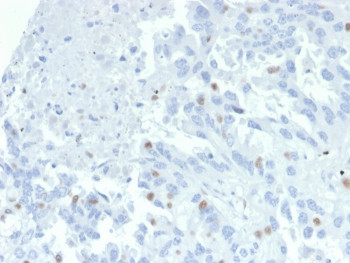 Anti-ZNF232 / Zinc finger protein 232, clone PCRP-ZNF232-2B3