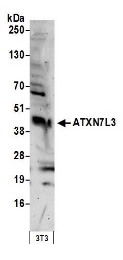 Anti-ATXN7L3