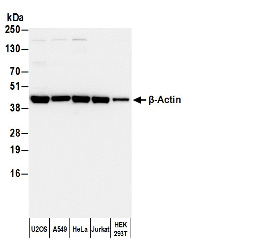 Anti-Rabbit IgG-heavy and light chain, Biotin conjugated