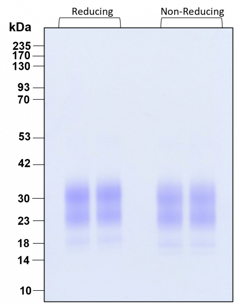 GM-CSF HumanKine(R) recombinant human protein