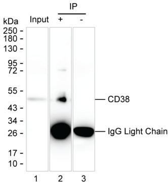 Anti-CD38