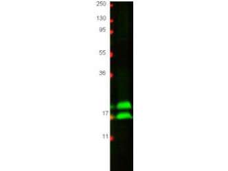 Anti-Bovine Interferon Gamma