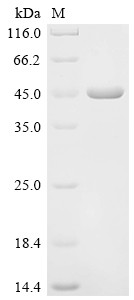 Ferredoxin--NADP reductase, chloroplastic (PETH), Spinacia oleracea, recombinant