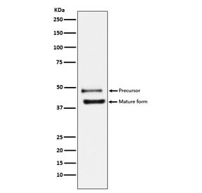 Anti-TRAIL R2 / DR5, clone ABFC-20