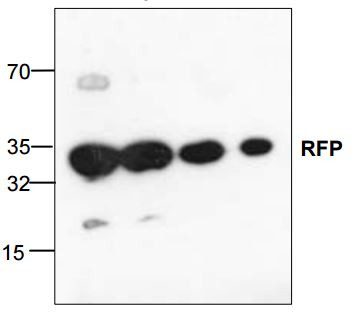 Anti-RFP (dsRed)