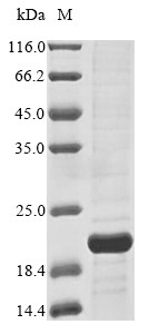 Cyclin-dependent kinase 4 inhibitor B (CDKN2B), human, recombinant