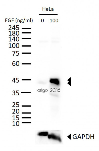 Anti-phospho-Erk1/2 (Thr202/Tyr204)