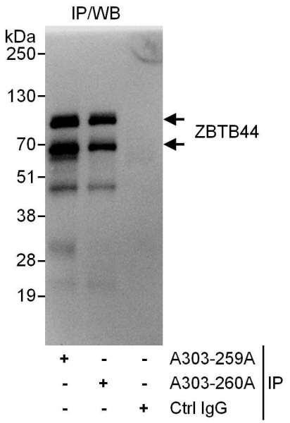 Anti-ZBTB44