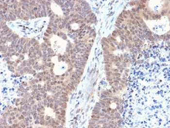 Anti-FAF1 / FAS-associated factor 1, clone CPTC-FAF1-2