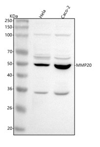 Anti-MMP20 / Matrix metalloproteinase 20