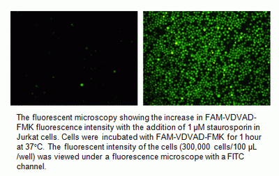 Cell Meter(TM) Live Cell Caspase 2 Binding Assay Kit *Green Fluorescence*