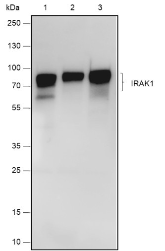 Anti-Recombinant IRAK1, clone A567