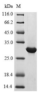 Interferon lambda receptor 1 (IFNLR1), partial, human, recombinant