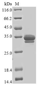 Tripartite motif-containing protein 72 (TRIM72), partial, human, recombinant