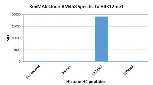 Anti-Monomethyl-Histone H4 (Lys12), Rabbit Monoclonal (RM458)