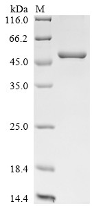 Tribbles homolog 3 (Trib3), mouse, recombinant