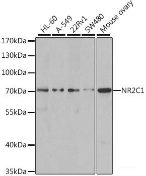 Anti-NR2C1