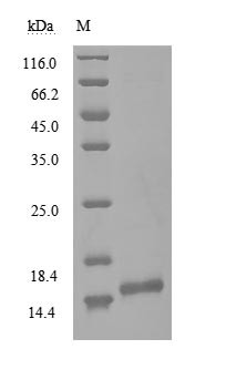Non-structural protein 9 (nsp9), Severe acute respiratory syndrome coronavirus 2, recombinant