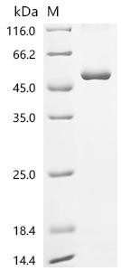 Uncharacterized protein C8orf76 (C8orf76), recombinant human