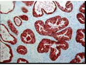 Anti-FKBP52, clone Hi52C