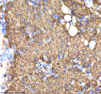 Anti-Zebrafish Ndr1 / Nodal-related 1