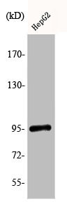 Anti-Phospho-NR3C1 (S211)