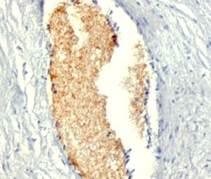 Anti-AMPD3, clone AMPD3/901
