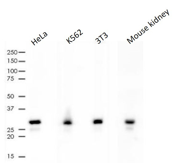 Anti-CDK4, clone SQab1865