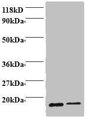 Anti-PFN1