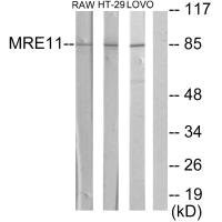 Anti-MRE11A