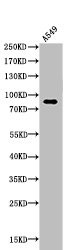 Anti-Acetyl-HSP90AA1 (K435)