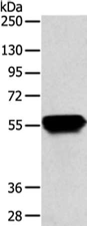 Anti-KRT4