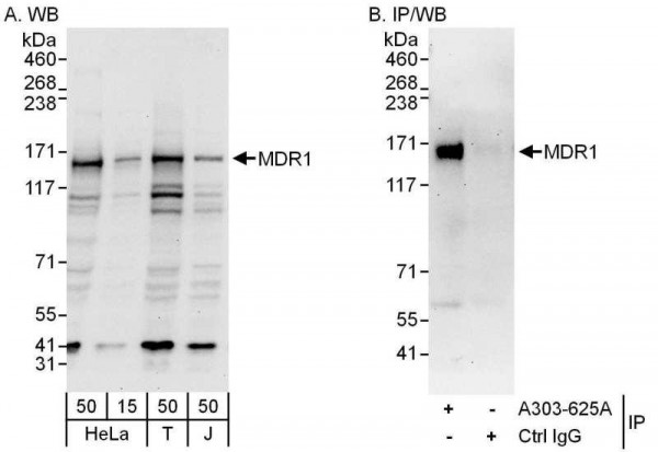 Anti-MDR1/ABCB1
