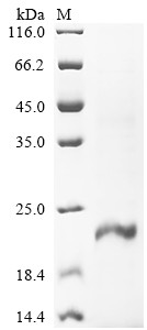 Inhibin beta E chain (INHBE), human, recombinant