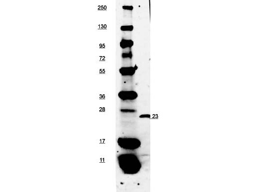 Anti-EBI-3, Biotin conjugated