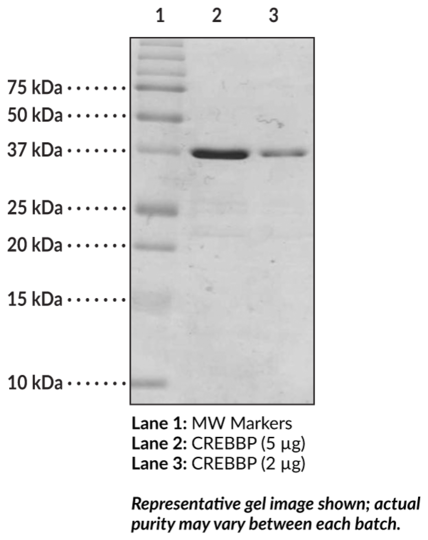 CREB-binding protein bromodomain (human recombinant)