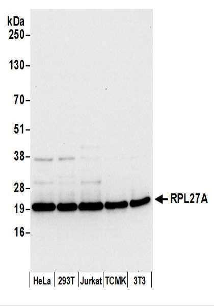 Anti-RPL27A/Ribosomal Protein L27a