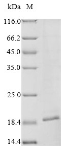 Protein A33 (A33R), partial, Vaccinia virus, recombinant